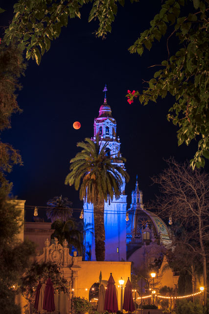 A blood moon (full lunar eclipse) in Balboa Park. The moon and California Tower is framed by tree leaves and branches.